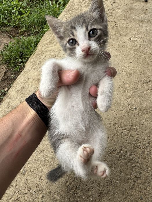 Pisicuțe pentru adopție urgent