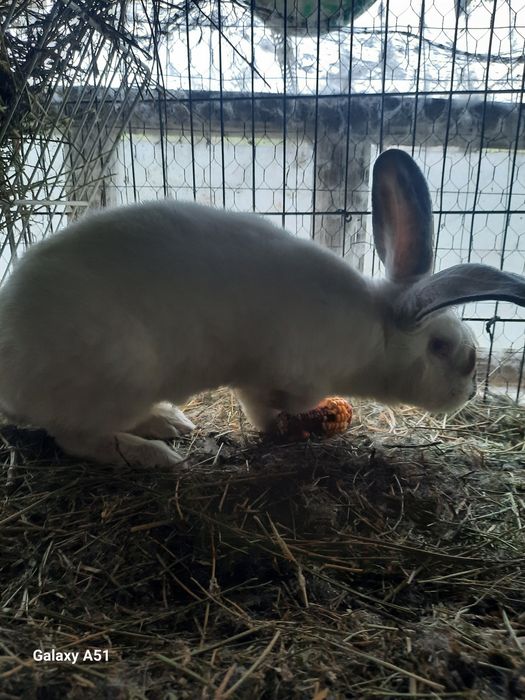 Iepure mascul urias de transilvania