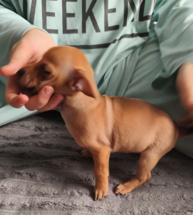 Продам Той терьера