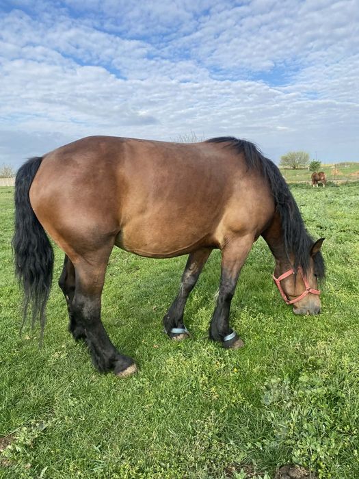 Vand iapa 4 ani cu manz !