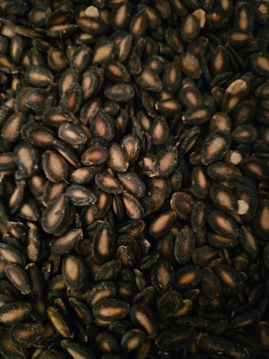 Продаём семена дыни, қауын тұқымы