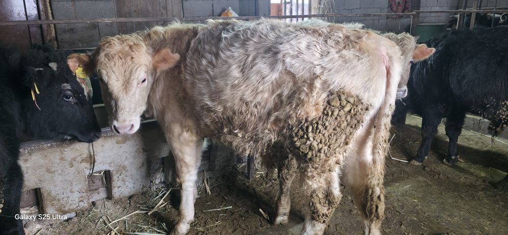 Бычки подсосы ангус ауликоль