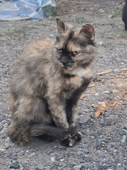 Отдаем 1 кошку 2 котят