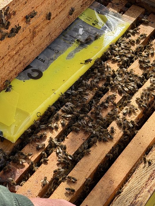 Familii de Albine de vânzare