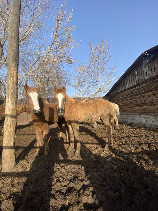 Бие мен тайлар откормда