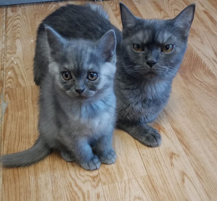 Шотландские котята