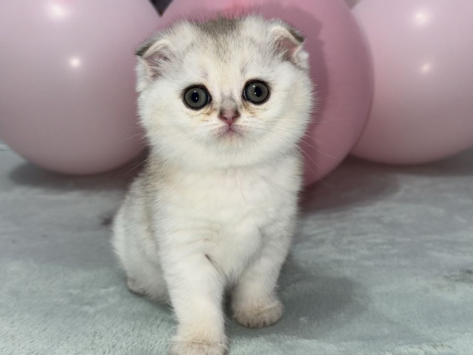 Котенок скоттиш фолд. За 150.000