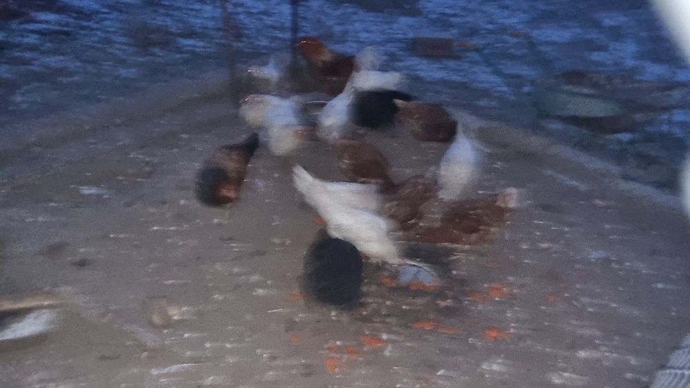 1-әтеш , 15-тауық