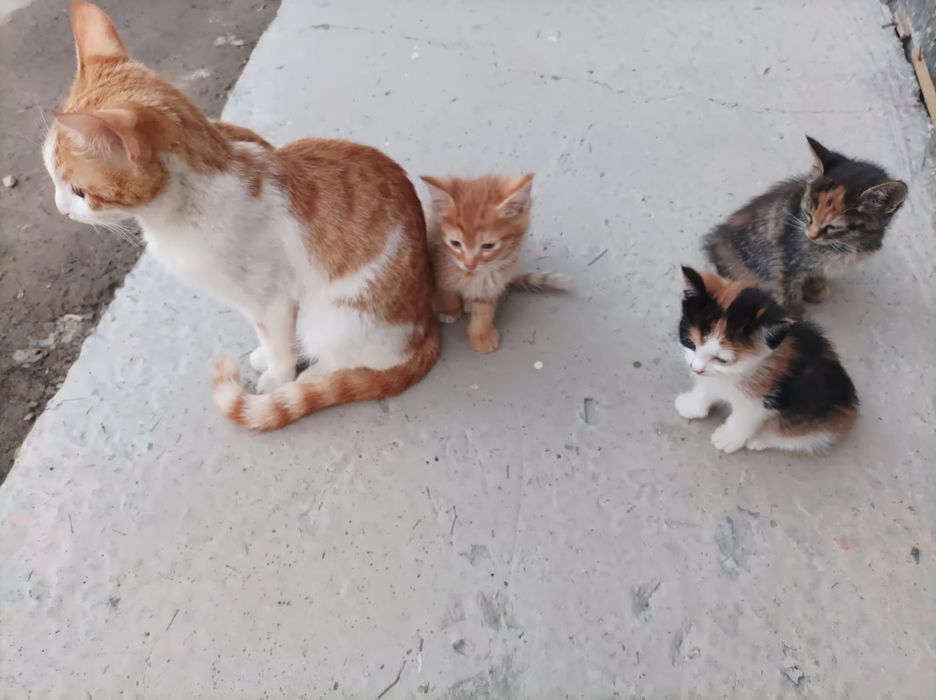 Отдам котят в добрые руки