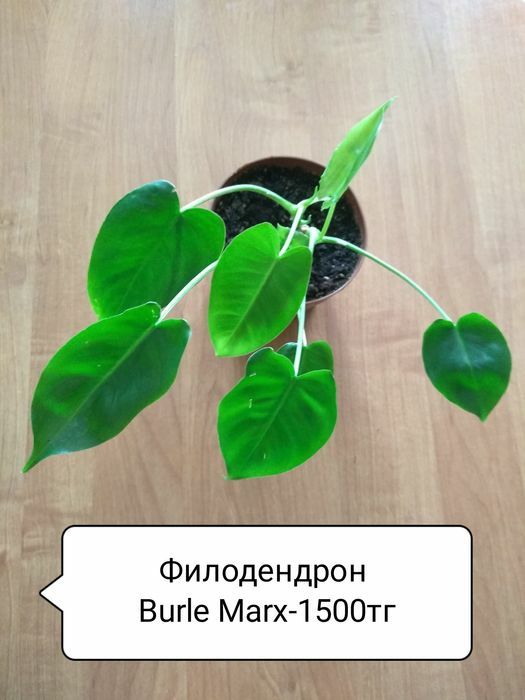 Сциндапсус, Филодендрон