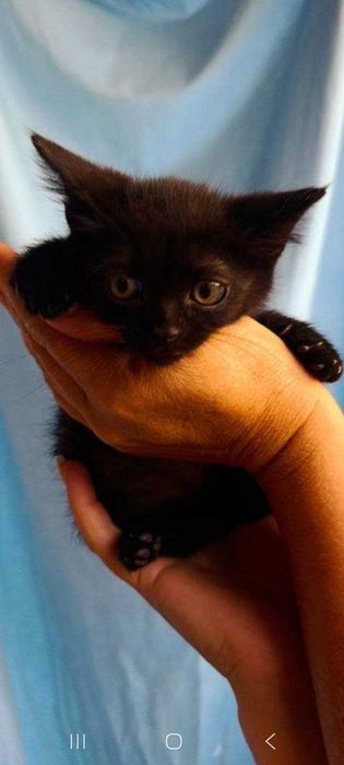 Котята ищут семьи!