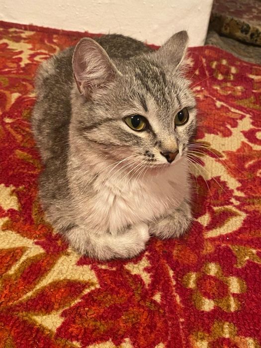Кошка 1.2 годика