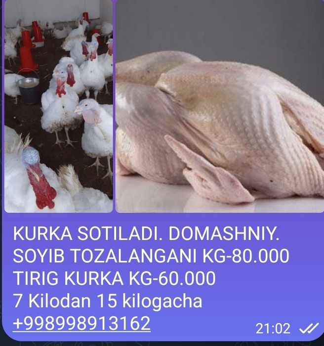 Kykrka sotiladi uyda boqilgan