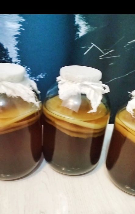 Продаю Чайный гриб