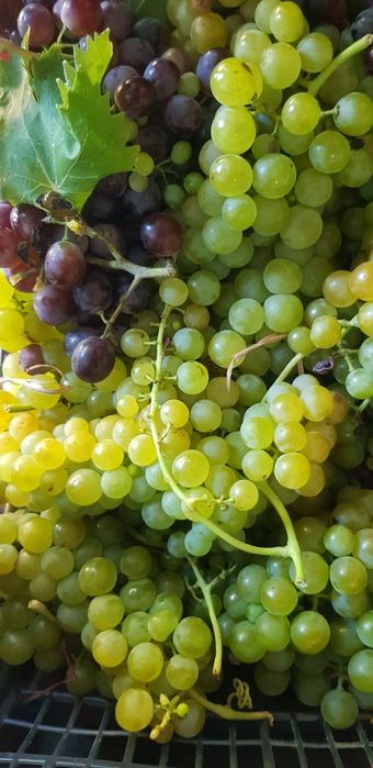 Producător Butași vița de vie