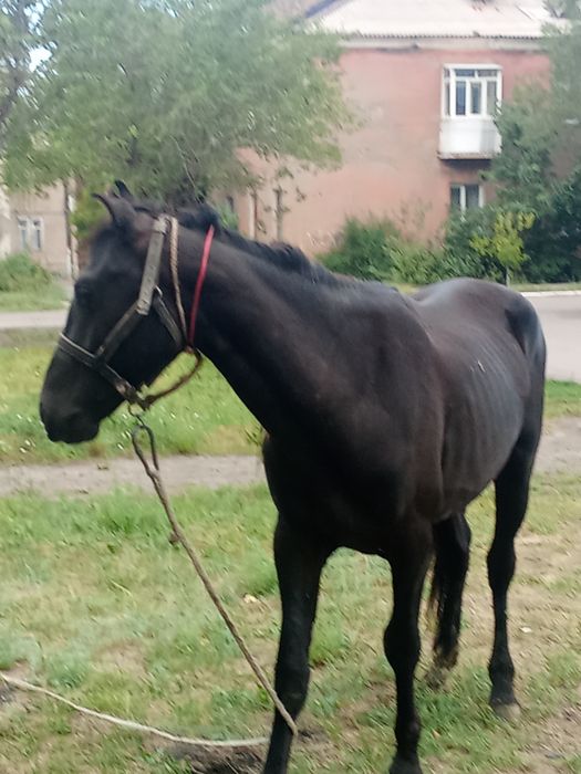 Продам донена  харошый