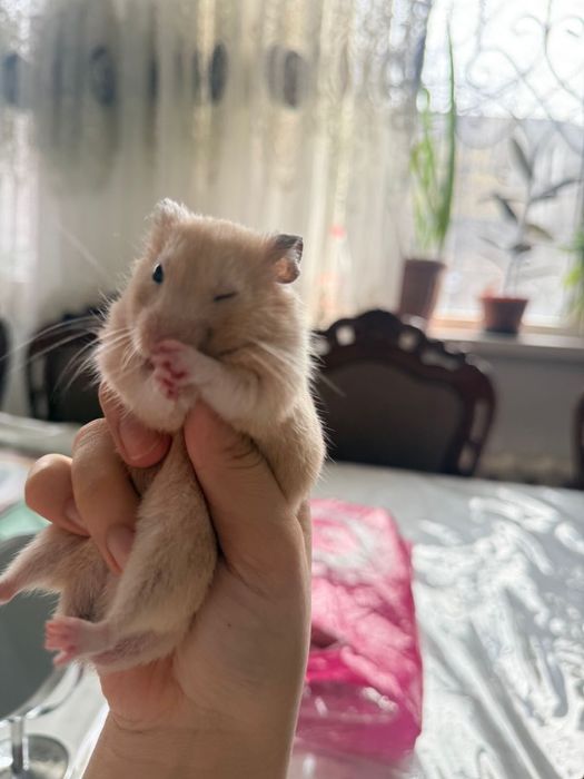 Продаю Хомяка Сирийский(мальчик)