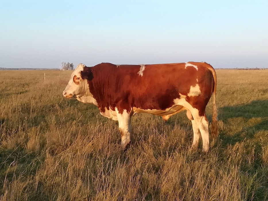 Продам быка симментала
