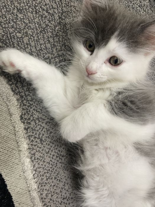 Девочка кошка домашняя