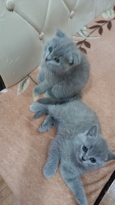 Вислоухие котята