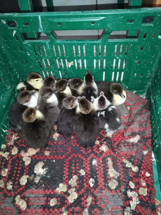 boboci de rațe mute