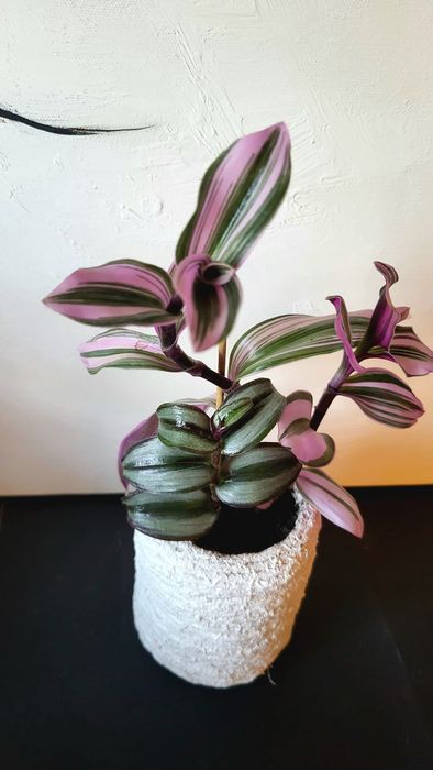 Tradescantia in ghiveci confectionat manual