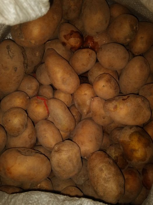 Сельскохозяство семена