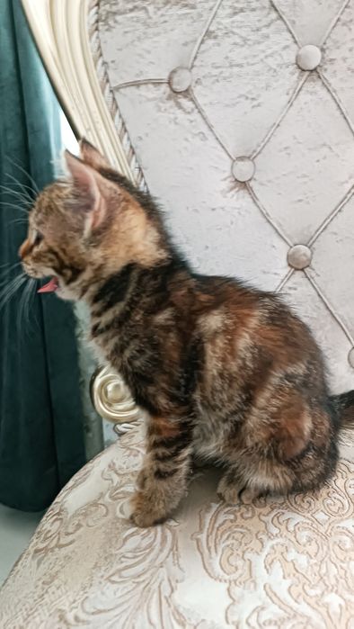 Котенок отдадим в добрым рукам