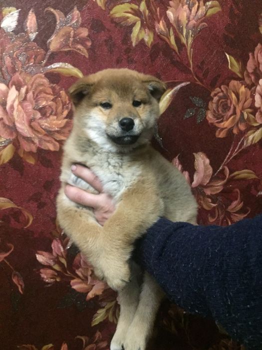 японские сибята с питомника