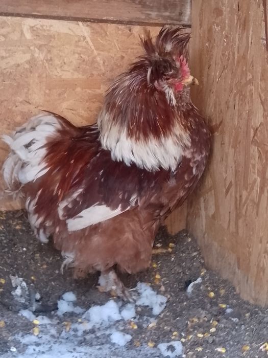 Strumsky moțate cocoș!!!