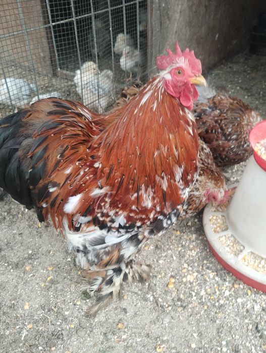Ouă de incubat conchin pitic
