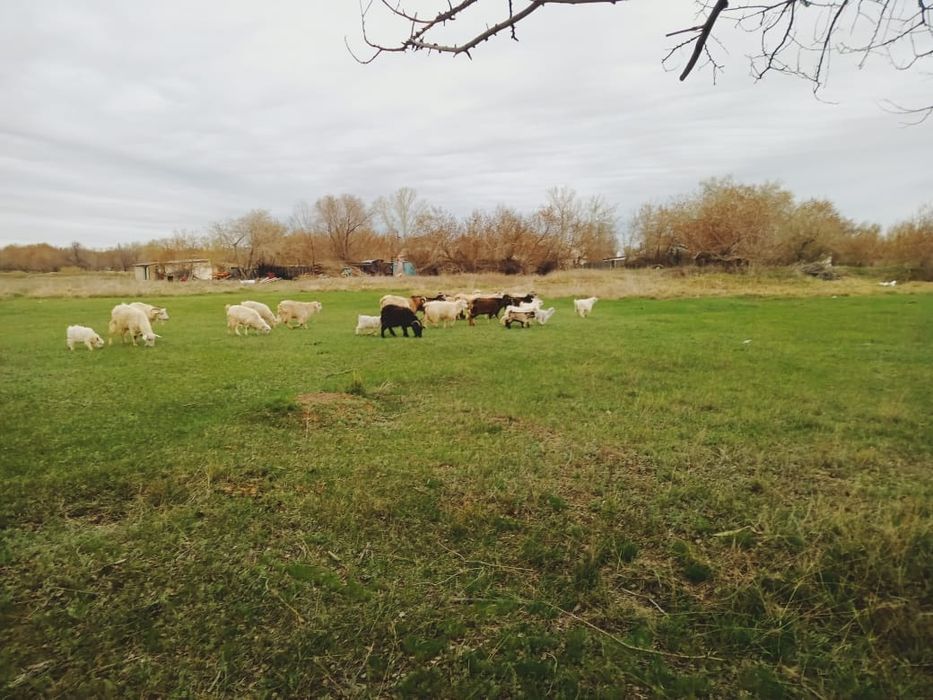 Козы с большими козлятами