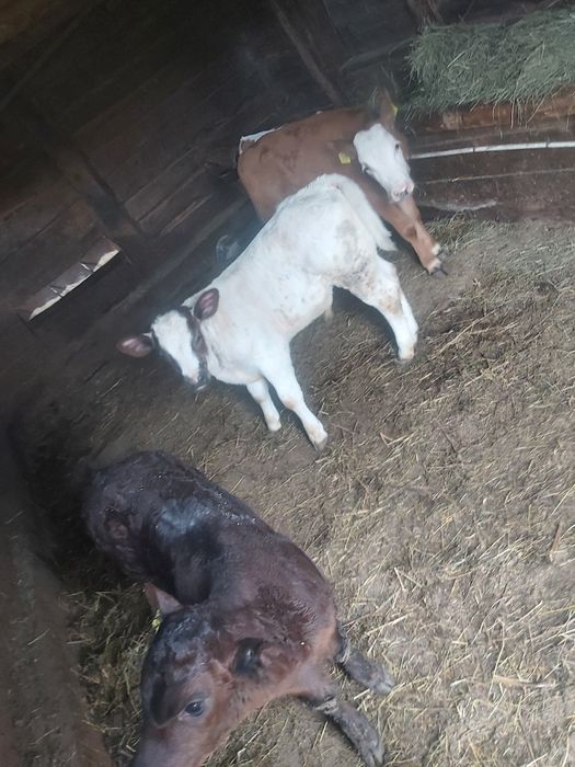 Vand vitei belga și baltati
