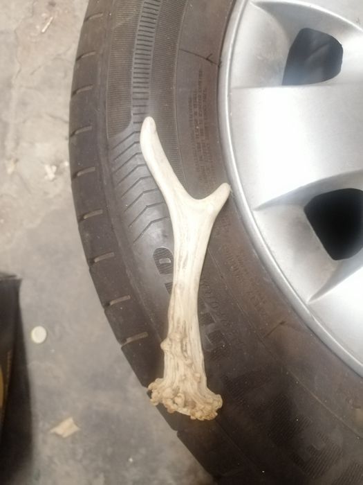 Говежди рог, животински. И от сръндак.