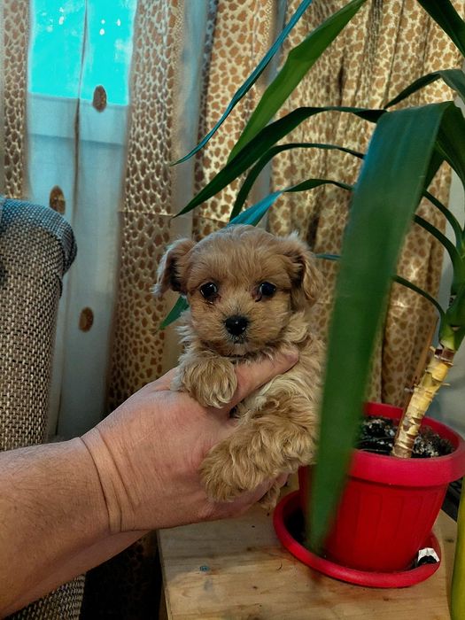 Maltipoo pui deosebit