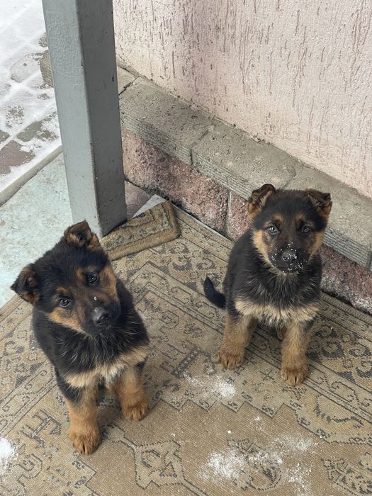 Немецкая овчарка щенки