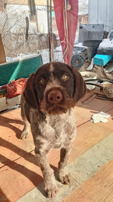 Доич Дратхар 3 месяца