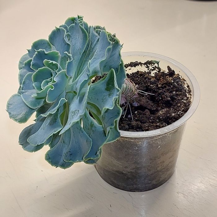 Продам цветок...