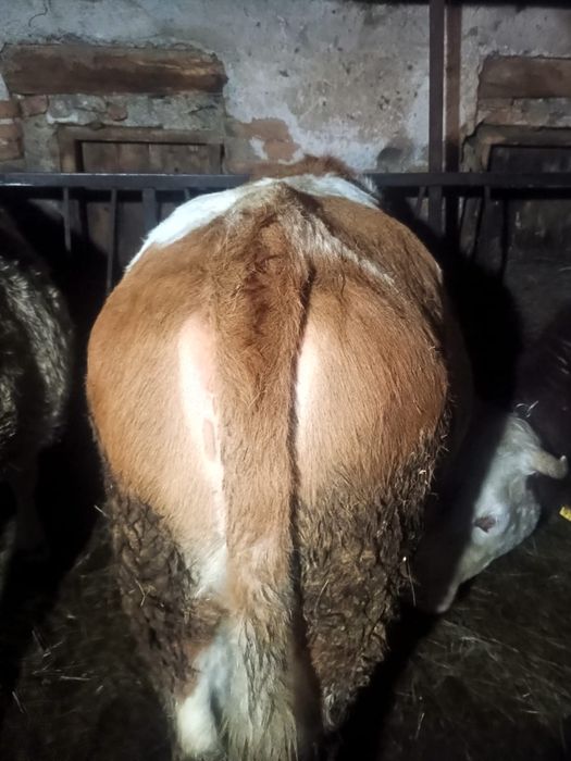 Juninci baltata romaneasca