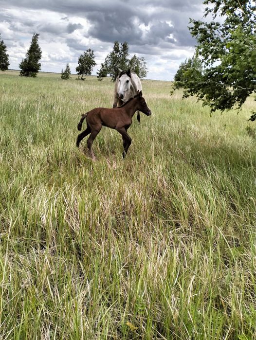 Продается 2 кобылы  с жеребятами