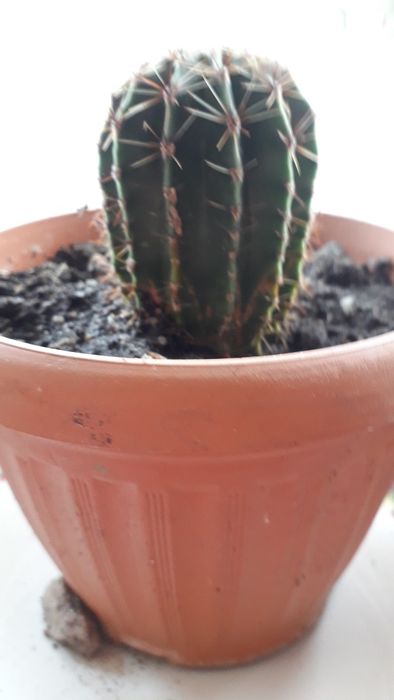 Кактус  рассаженный