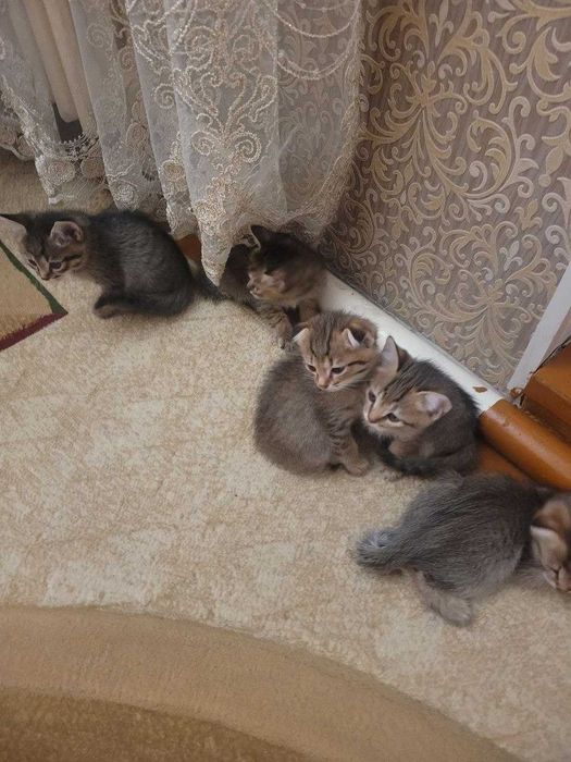 Отдам в хорошие руки котят