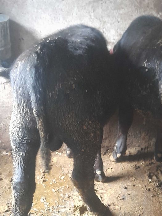 2 taurasi angus ,o vitica belgiana,o vaca bruna