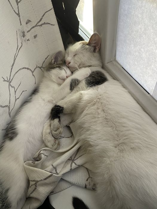 Белый котенок 2 месяца