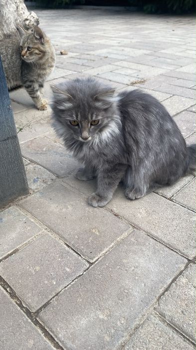 Срочно ищут дом котята