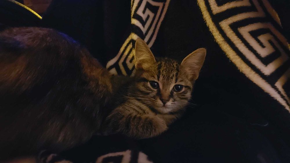 Tigrette si Piano, doi pisoi superbi, isi cauta familie