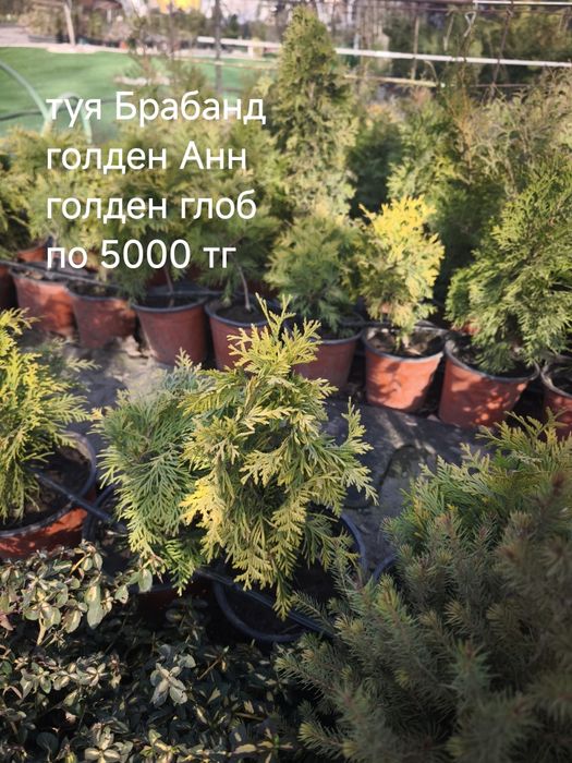 Цветы, кустарники и хвойные