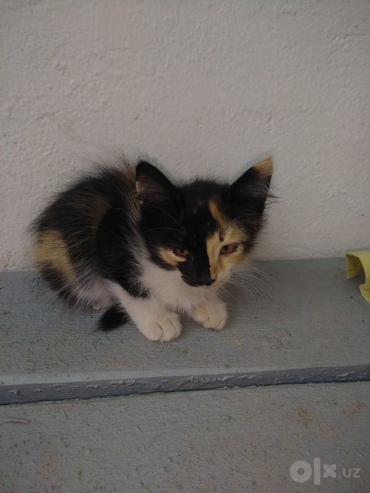 Милые котята,2 месяца