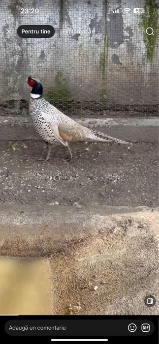 Fazani comuni, tenebros, platină diluată, buff rosu