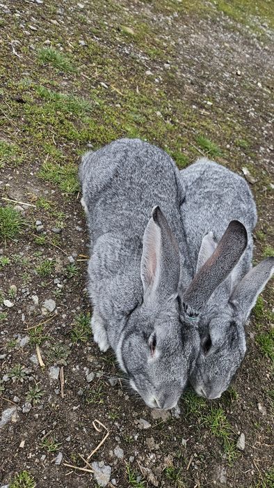 Vând o pereche de uriaș german gri